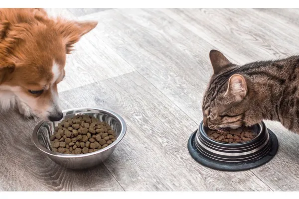 Alimentação saudável para cães e gatos: como escolher o melhor alimento para seu pet